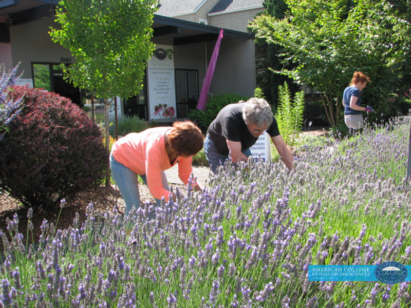 Growing Lavender