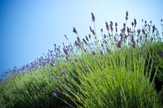 lavender-plant