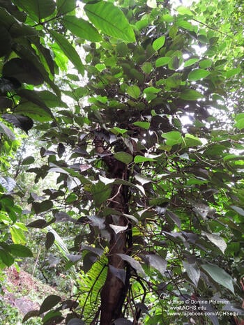 black pepper tree India