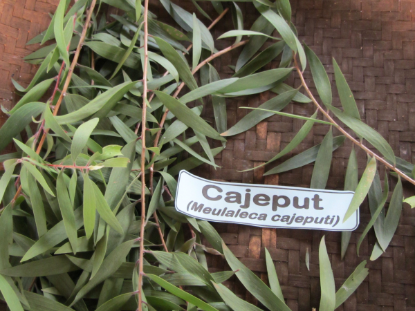 Cajeput leaves 2 resized 600
