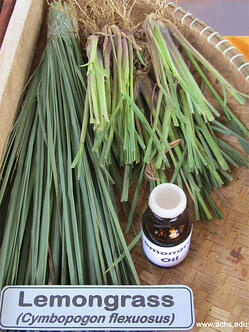 Lemongrass essential oil