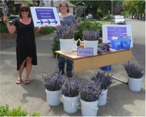 achs lavender sale