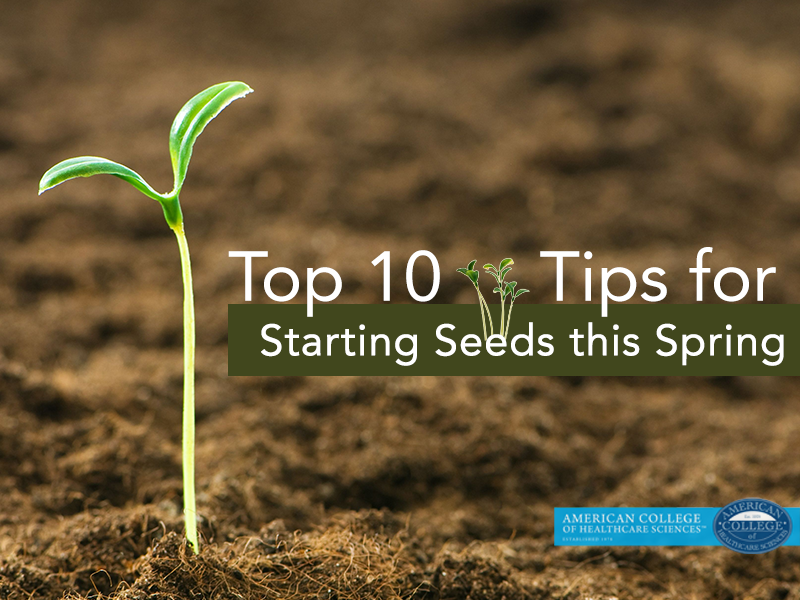 5 Seeds that Support Healthy Digestion | achs.edu