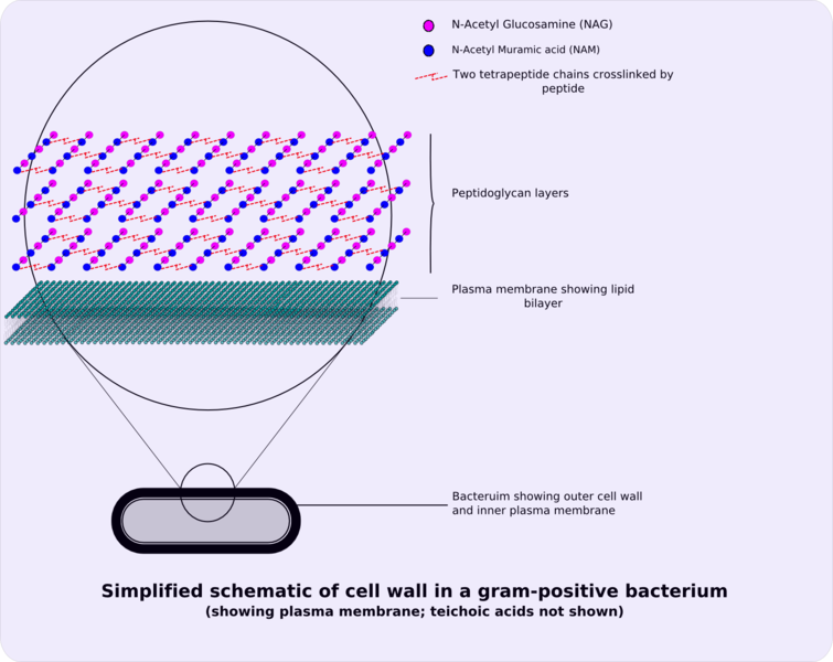 gram-positive bacteria cell wall