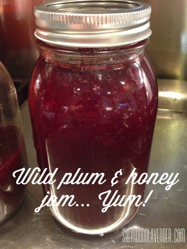 Homesteading & Foraging 101: Wild Plum Jam with Honey Recipe
