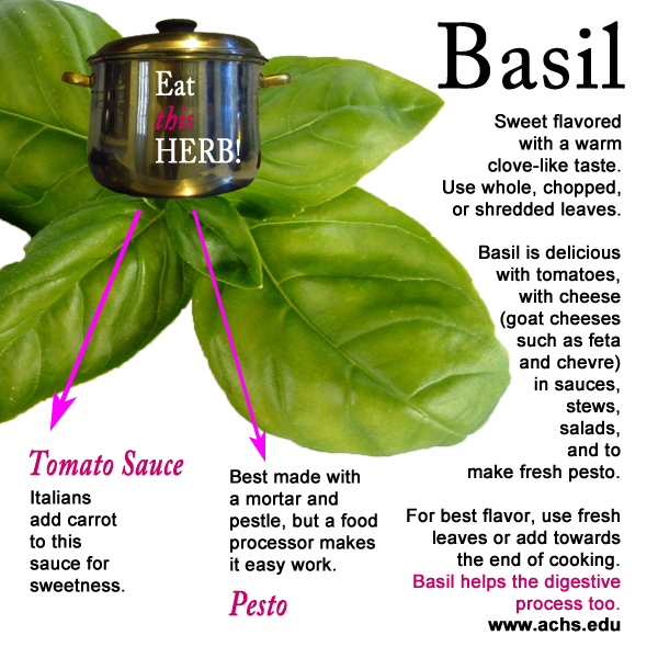 The Healing Power of Basil | achs.edu
