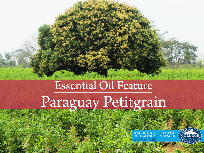 Essential Oil Feature: Paraguay Petitgrain