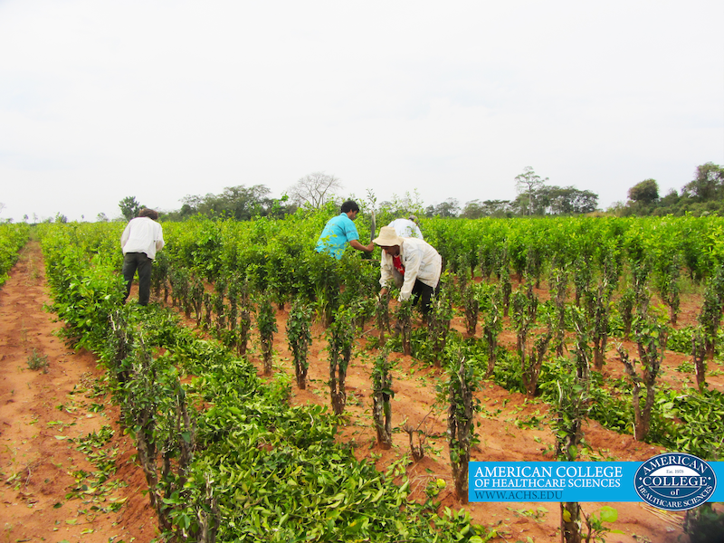 Essential Oil Feature: Paraguay Petitgrain