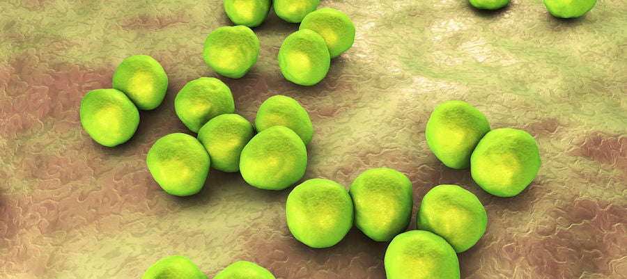 medical-terminology-gram-positive-vs-gram-negative-bacteria-achs-edu