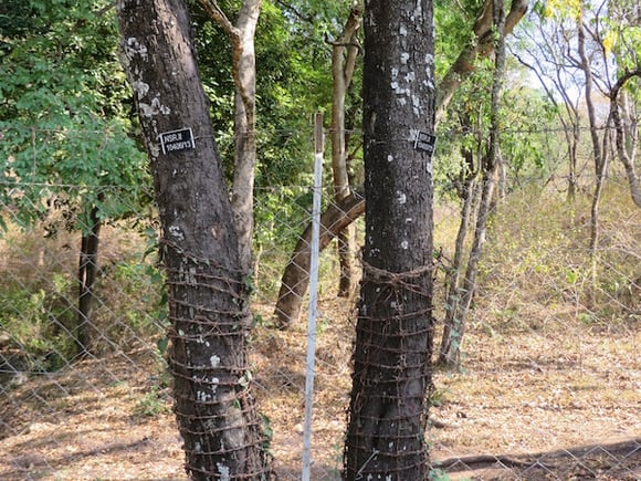 Sandalwood Tree