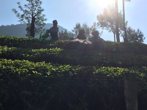 Silhouette of Women Tea Pickers