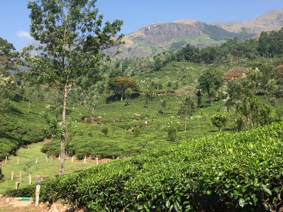 Panoramic of India Plantation