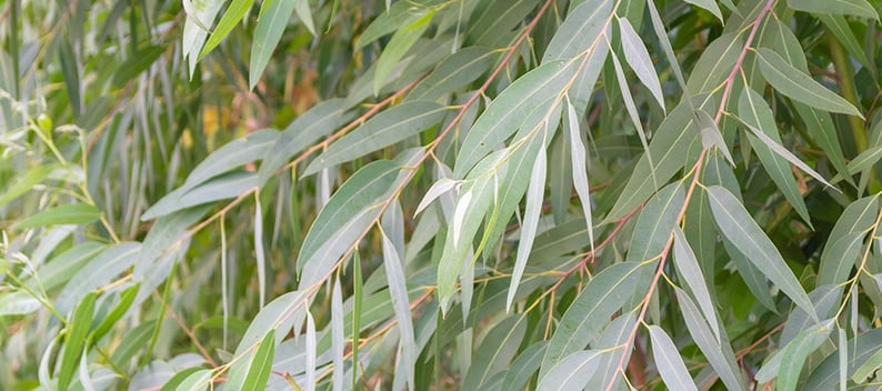 eucalytpus-cleaning.jpg