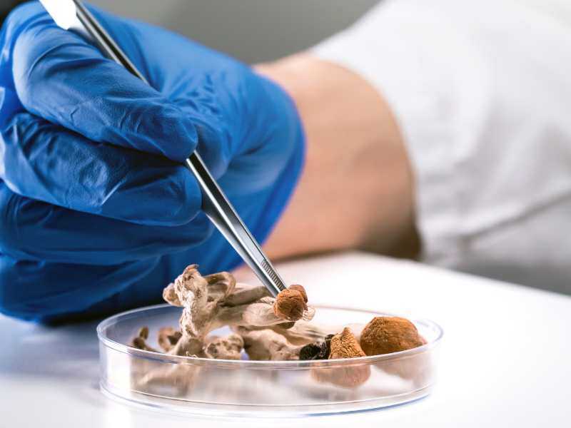 a hand in a blue latex glove uses tweezers to lift dried psilocybin mushrooms from a petrie dish