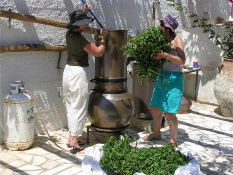 Dorene Petersen and ACHS student distilling wildcrafted wild Mint mentha arvensis. Photo taken in Syros, Greece 2006 ACHS Summer School 