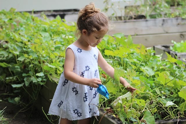 A little girl in a flower dress waters plants in her garden with a small blue toy.