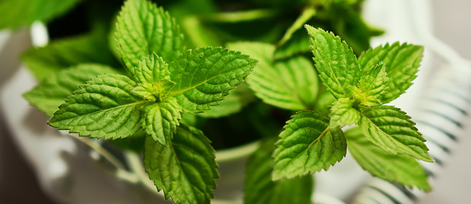 How to Make a Luscious Herbal Moisturizer | achs.edu